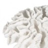 Decorative Figure White Coral 30 x 30 x 11 cm