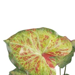 Decorative Plant 48 x 46 x 55 cm Red Green PVC