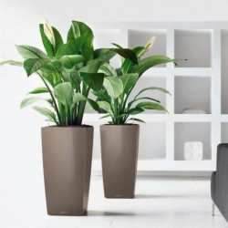 Plant pot Lechuza 50 x 50 x 95 cm