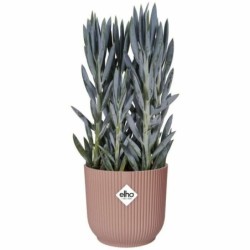 Plant pot Elho   Circular Pink Plastic