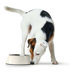 Dog Feeder Hunter Melamin Stainless steel White 160 ml (14,5 x 14,5 x 7 cm)