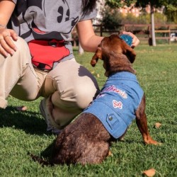 Dog coat Minnie Mouse Blue