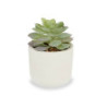 Decorative Plant Succulent Plastic 14 x 13,5 x 14 cm (12 Units)