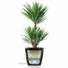 Plant pot Lechuza 40 x 40 x 76 cm