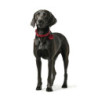 Dog collar Hunter Aalborg Red S 32-38 cm