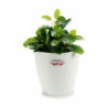 Planter Stefanplast White Plastic 24 x 22,5 x 24 cm (6 Units)