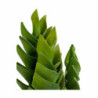 Decorative Plant Succulent Plastic 12 x 24 x 12 cm (6 Units)