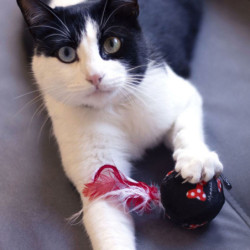 Cat toy Minnie Mouse Red PET