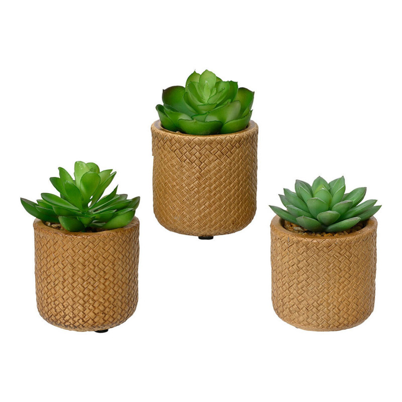 Decorative Plant EDM 898158 10 cm Succulent