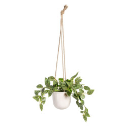 Decorative Plant 33 x 33 x 24 cm White Green PVC