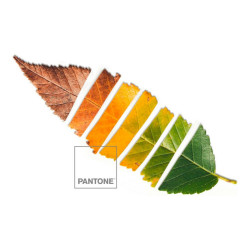 Bedding set Leaf Pantone