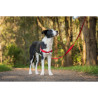 Dog Harness Red Dingo 59-84 cm Red M/L