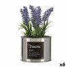 Decorative Plant Plastic Lavendar Can 6 Units