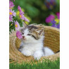 Puzzle Ravensburger Kittens 2 x 500 Pieces