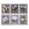 Painting DKD Home Decor Fir Crystal 50 x 60 x 2,8 cm 50 x 2,8 x 60 cm Flowers (6 Pieces)