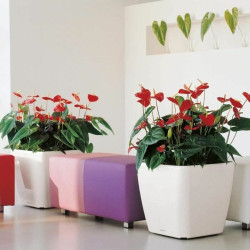 Plant pot Lechuza 50 x 50 x 47 cm Plastic