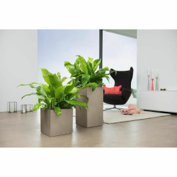 Plant pot Lechuza 40 x 40 x 76 cm polypropylene Rectangular