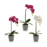 Decorative Plant Orchid Plastic 13 x 39 x 22 cm (6 Units)