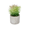 Decorative Plant Succulent Wood Plastic 12 x 22 x 12 cm (8 Units)