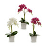 Decorative Plant Orchid 20 x 47 x 33 cm Plastic (4 Units)