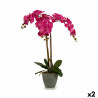 Decorative Plant Orchid Plastic 60 x 78 x 44 cm (2 Units)