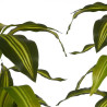 Decorative Plant Wide leaf Green Plastic (70 x 120 x 70 cm)