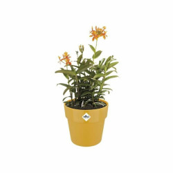 Plant pot Elho 9262302511800 Ocre Plastic Circular Ø 24,7 x 23,2 cm