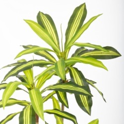 Decorative Plant Polyurethane Cement 180 cm