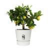 Plant pot Elho Greenville Circular White Plastic (Ø 29,5 x 27,8 cm)