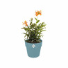 Plant pot Elho Blue Ø 35 cm Plastic Circular