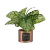 Decorative Plant Home Copper Can (26 x 26 x 26 cm) (6 Units)