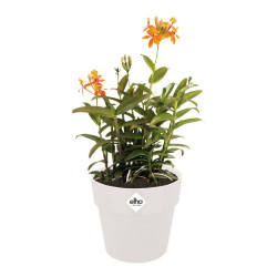 Plant pot Elho White Plastic Circular Ø 35 cm Ø 35 x 32 cm