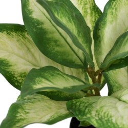 Decorative Plant Polyethylene PEVA Dieffenbachia 42 x 42 x 52 cm