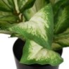 Decorative Plant Polyethylene PEVA Dieffenbachia 42 x 42 x 52 cm