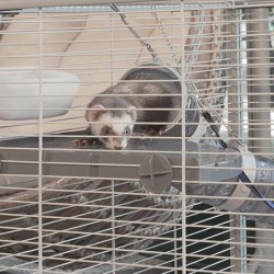 Cage Ferplast Furet Power Metal/Plastic